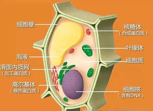 怎樣辨別一臺(tái)料理機(jī)是真破壁料理機(jī)？